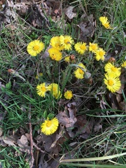 Tussilago farfara
