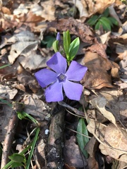 Vinca minor