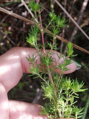 Erica cyrilliflora