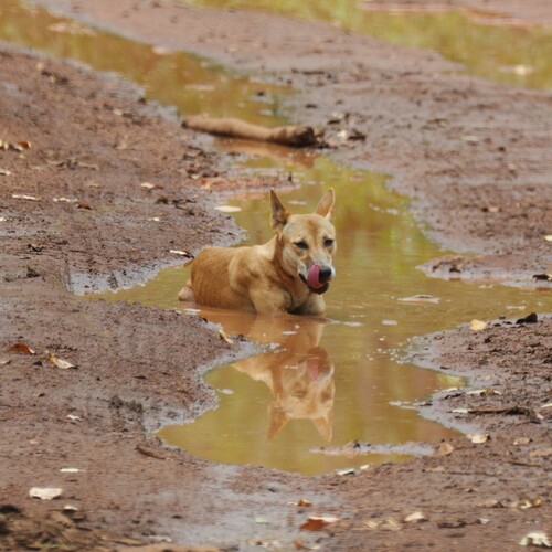 Dingo