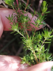 Erica cyrilliflora