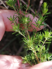 Erica cyrilliflora