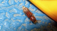 Enneadesmus forficula