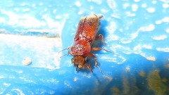 Enneadesmus forficula