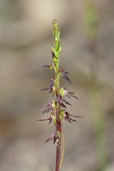 Genoplesium despectans