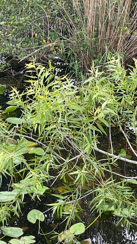 Salix caroliniana, photograph 6