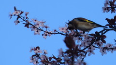 Carduelis carduelis