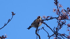 Carduelis carduelis