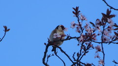 Carduelis carduelis