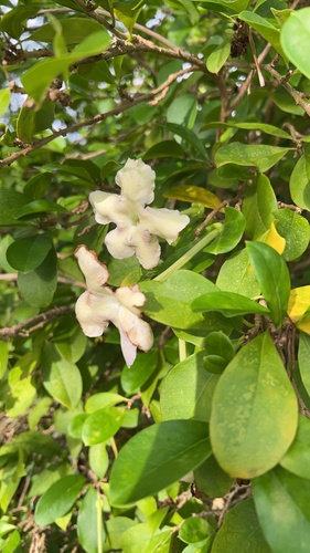 Echites umbellatus, photograph 3