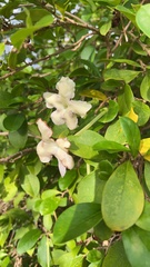 Echites umbellatus, photograph Jennifer Schultz, CC0, iNaturalist via GBIF