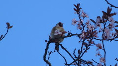 Carduelis carduelis