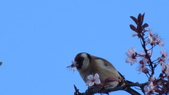 Carduelis carduelis
