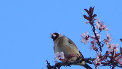 Carduelis carduelis