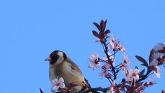 Carduelis carduelis