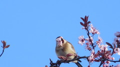 Carduelis carduelis
