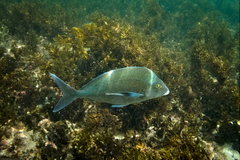 Nemadactylus douglasii