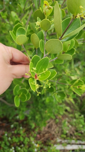 Elaeodendron xylocarpum, photograph 6