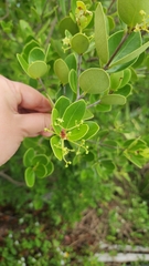 Elaeodendron xylocarpum, photograph author not stated, no rights reserved