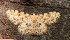Scopula nigrinotata