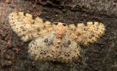 Scopula nigrinotata