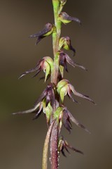 Genoplesium despectans