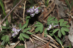 Corydalis pumila