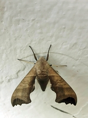 Polyptychoides grayii