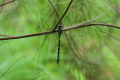 Austroaeschna pinheyi