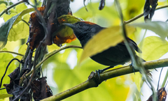 Synallaxis brachyura