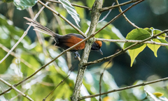 Synallaxis brachyura