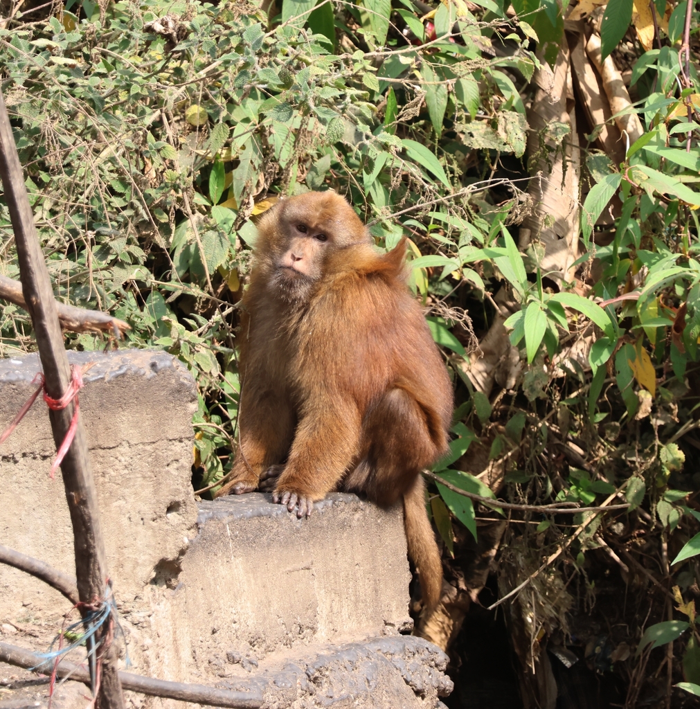 Macaca selai