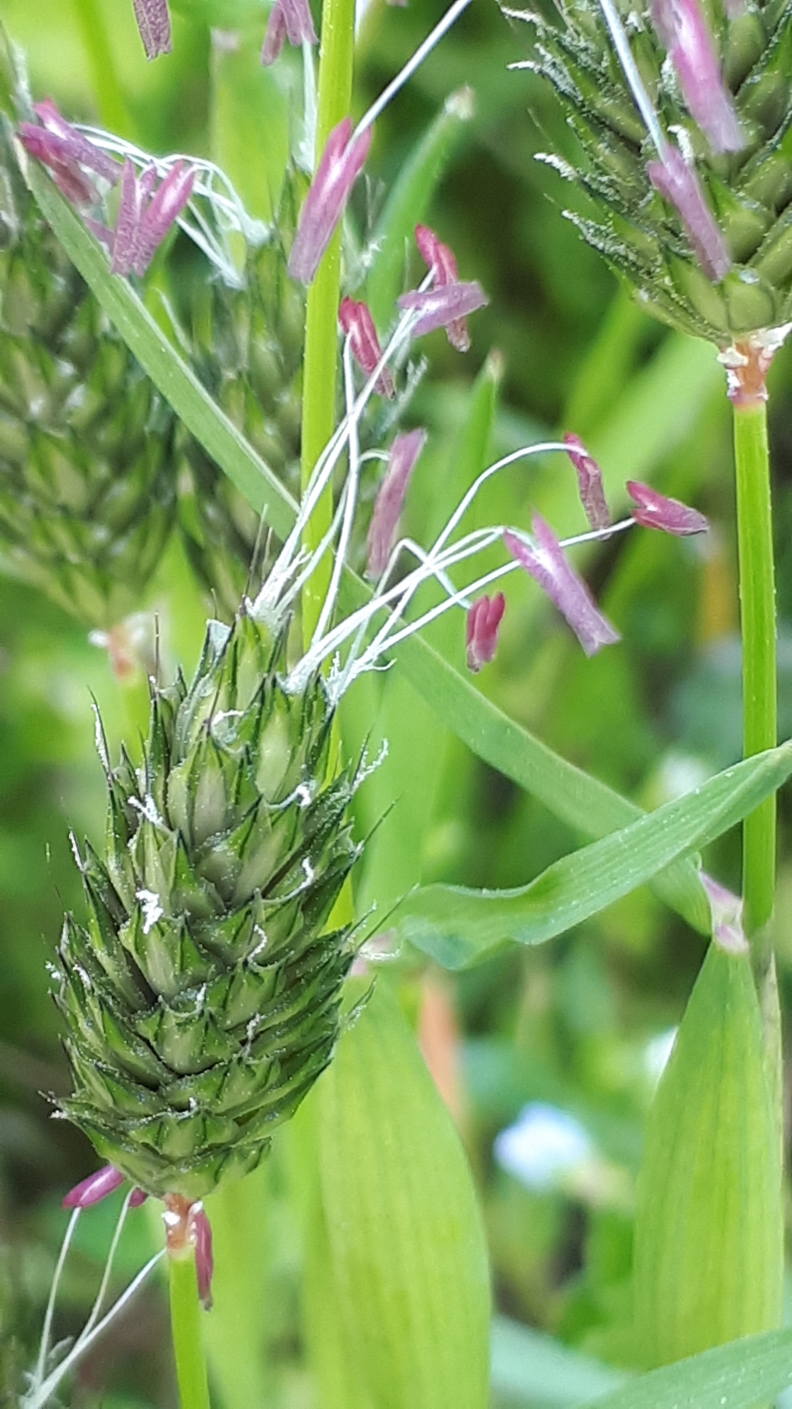 Alopecurus rendlei
