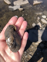 Utterbackiana implicata