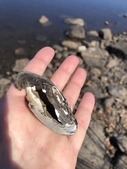 Utterbackiana implicata