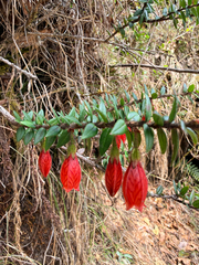Agapetes serpens