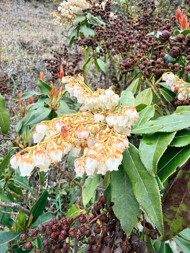 Pieris formosa, photograph 1