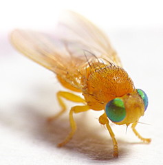 Fergusoninidae