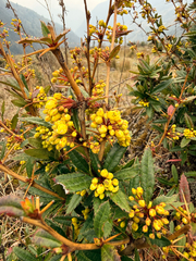 Berberis wallichiana