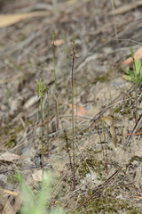 Genoplesium despectans