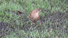 Troglodytes troglodytes