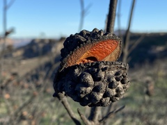 Hakea propinqua