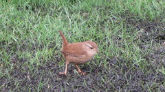 Troglodytes troglodytes