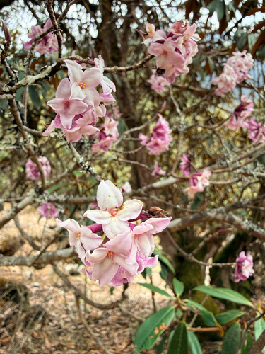 Daphne bholua, photograph 4