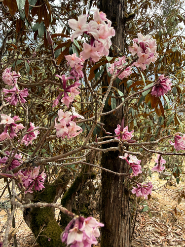 Daphne bholua, photograph 5