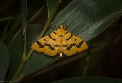 Dichocrocis clytusalis