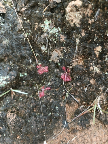 Drosera montana (Drosera montana)