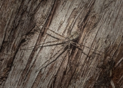 Tamopsis fickerti