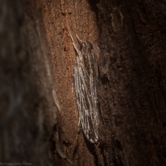 Ardozyga phloeodes