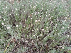 Calocephalus lacteus